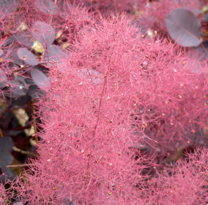 Cotinus coggygria Velvet Cloak