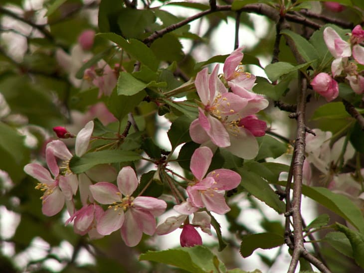 Crabapple Malus coronaria