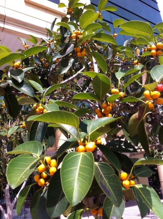 Ficus altissima lemon