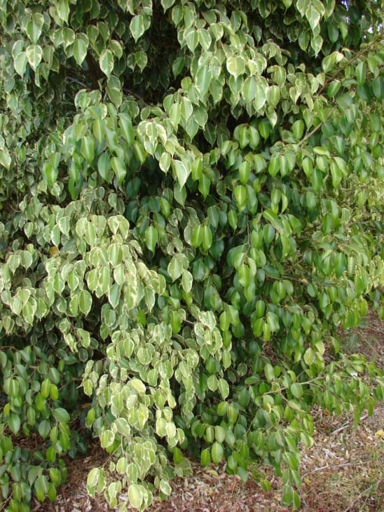 Ficus benjamina Weeping fig