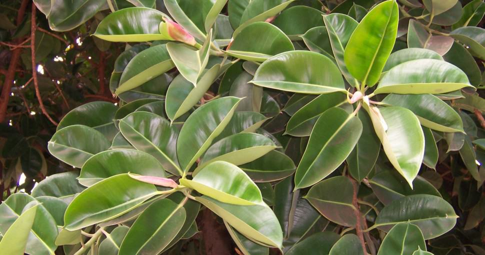 Rubber Tree Varieties To Grow Indoors, Rubber Tree Plant Outdoors Australia