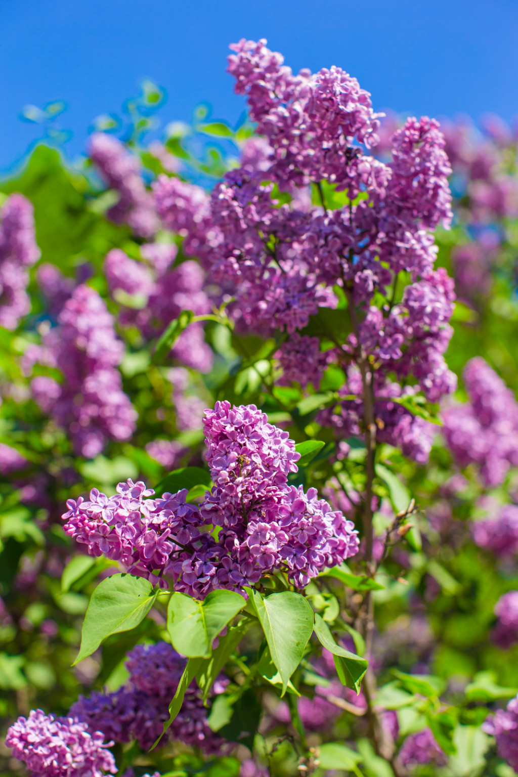 27 Flowering Trees In California (Purple / White / Yellow ) ProGardenTips