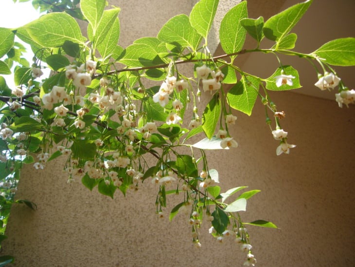 Japanese Snowbell