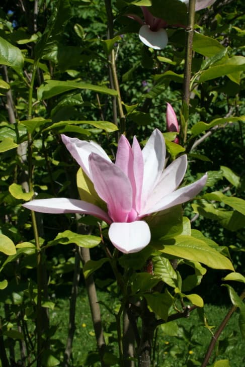 Magnolia Galaxy