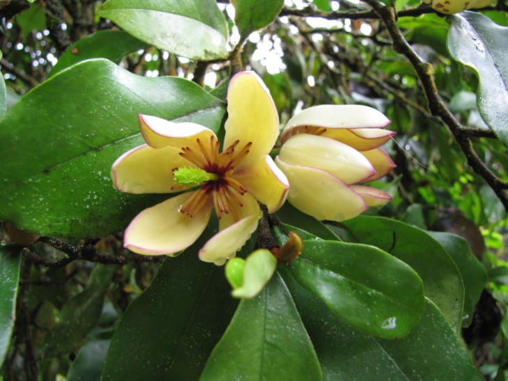 Michelia figo Banana shrub