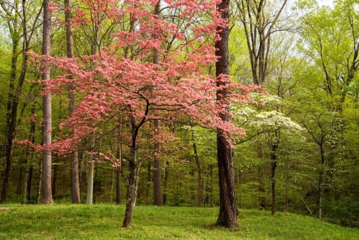 Pink and white dogwoods in bloom in Kentucky