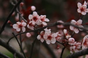 Prunus cerasifera Newport