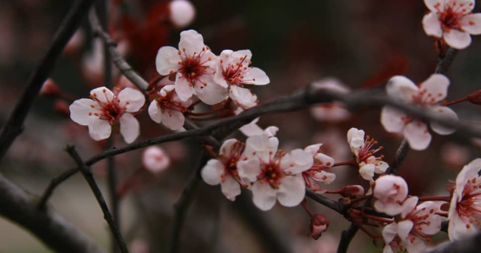Prunus cerasifera Newport
