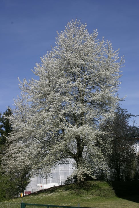 Prunus cerasus.