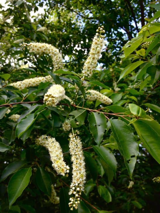 Prunus serotina in flower.