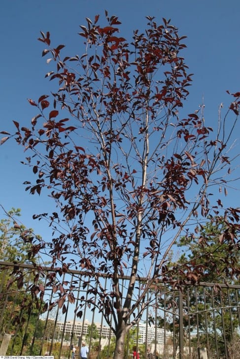 Prunus virginiana Canada Red