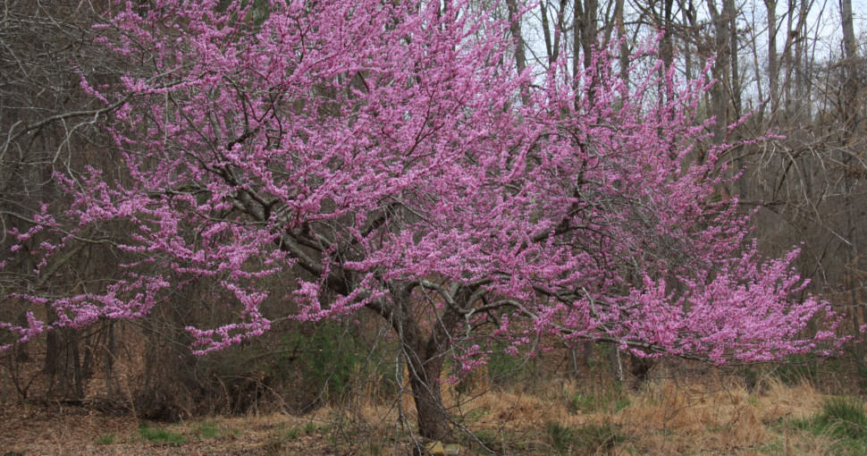 Redbud Trees: The Pros And Cons of Planting Them 