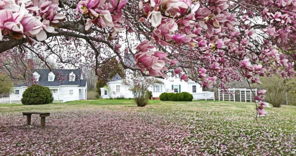 Saucer Magnolia in bloom at Caledon State Park Virginia