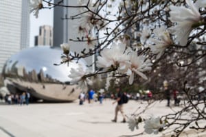 The Bean sculpure and tree blossoms in Chicagos Millennium Park