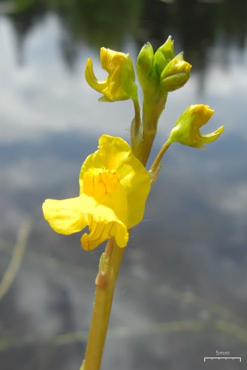 Common Bladderwort