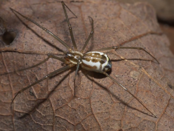 Filmy dome spider Neriene radiata