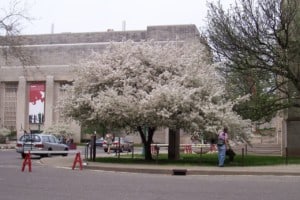 Flowering tree in front of the Fine Arts Building in Bloomington, Indiana