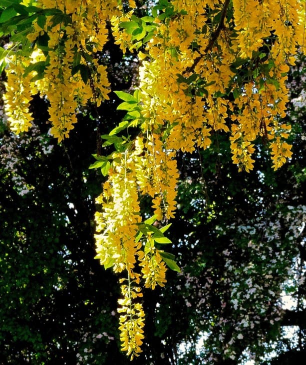 Golden Chain tree