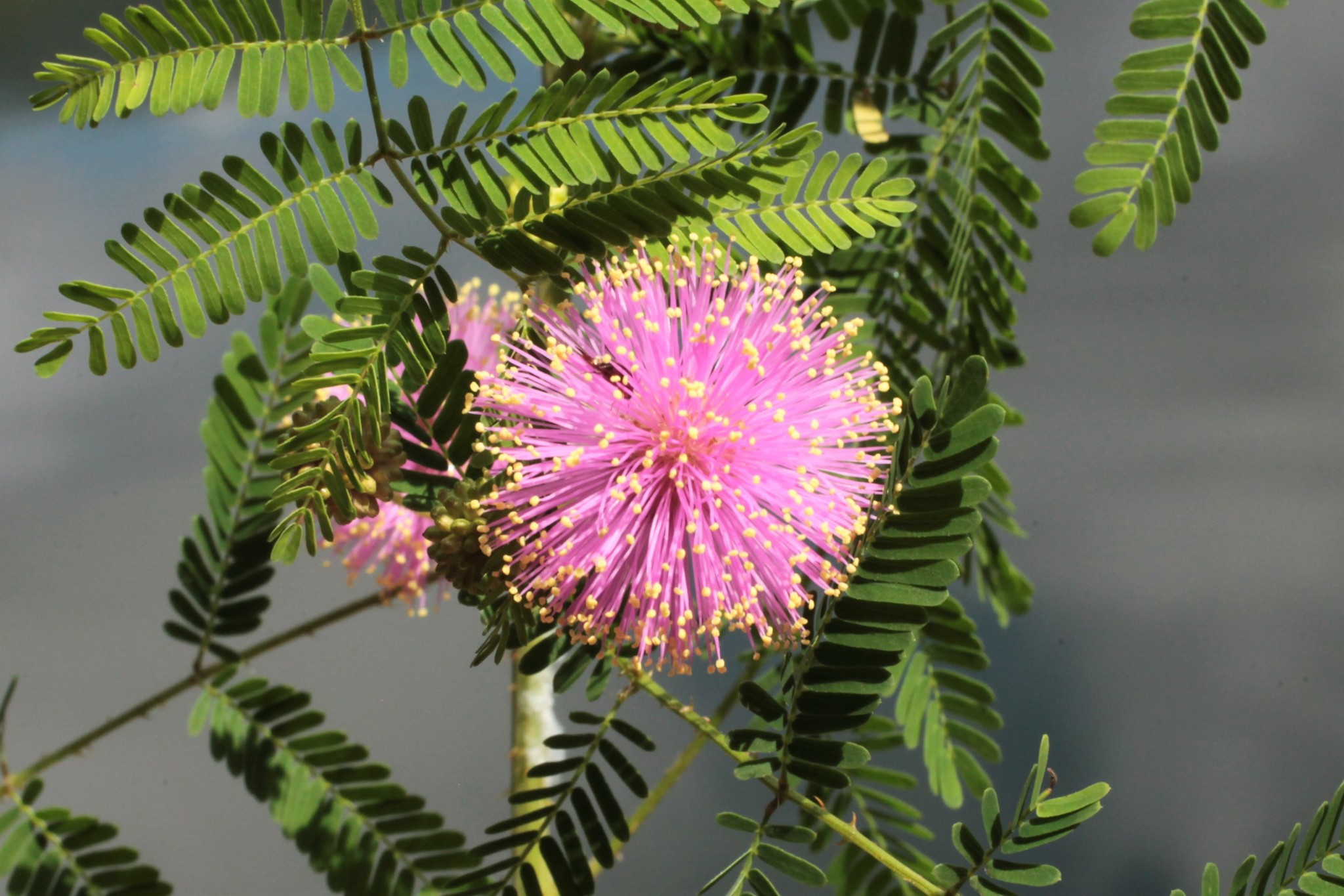 8 Types of Mimosa Trees - ProGardenTips