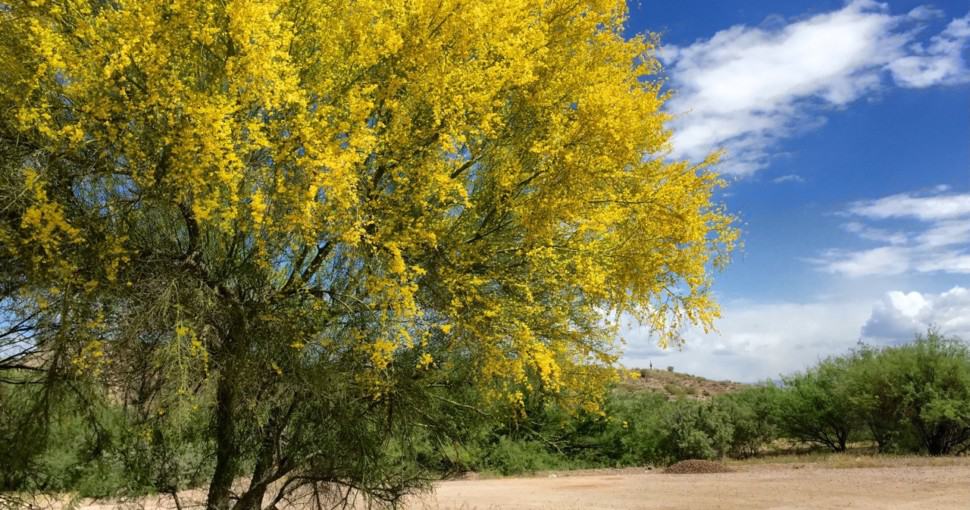 Palo Verde in full bloom near Phoenix Arizona