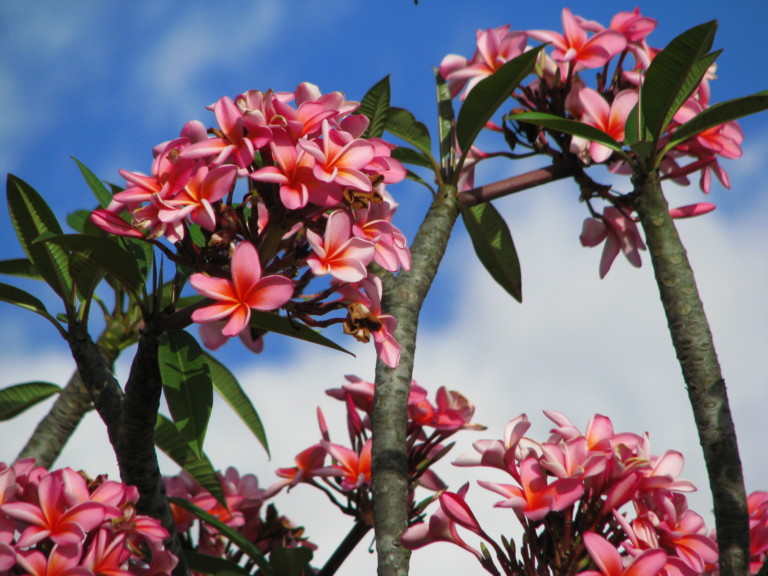 21 Flowering Trees For Arizona - ProGardenTips