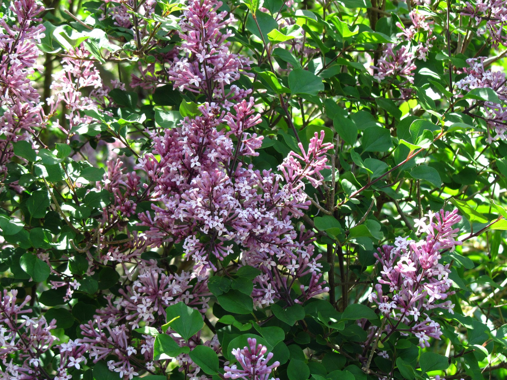 20 Great Flowering Trees For Ohio (by color) - ProGardenTips