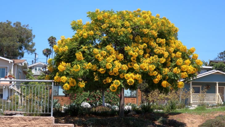 Golden Medallion Tree Yellow Flower 50 SEEDS Cassia Leptophylla Tropical 