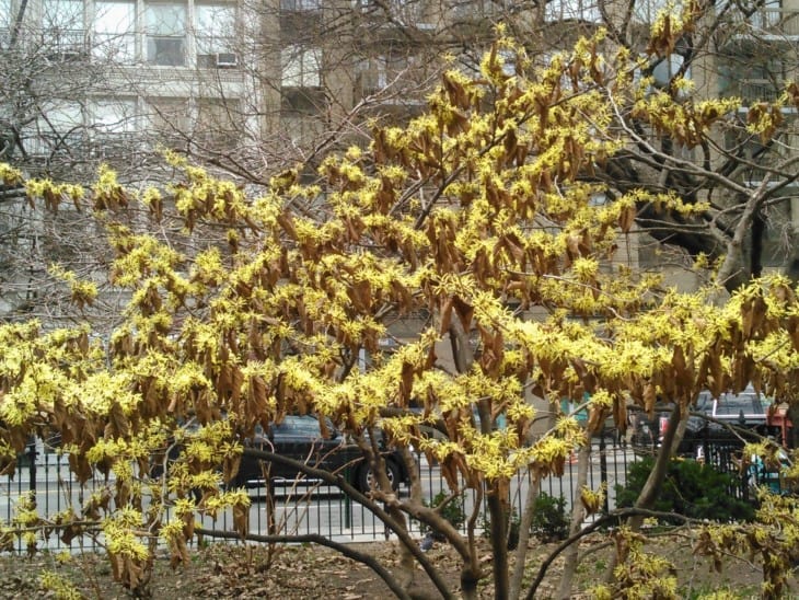 Hamamelis × intermedia ‘pallida