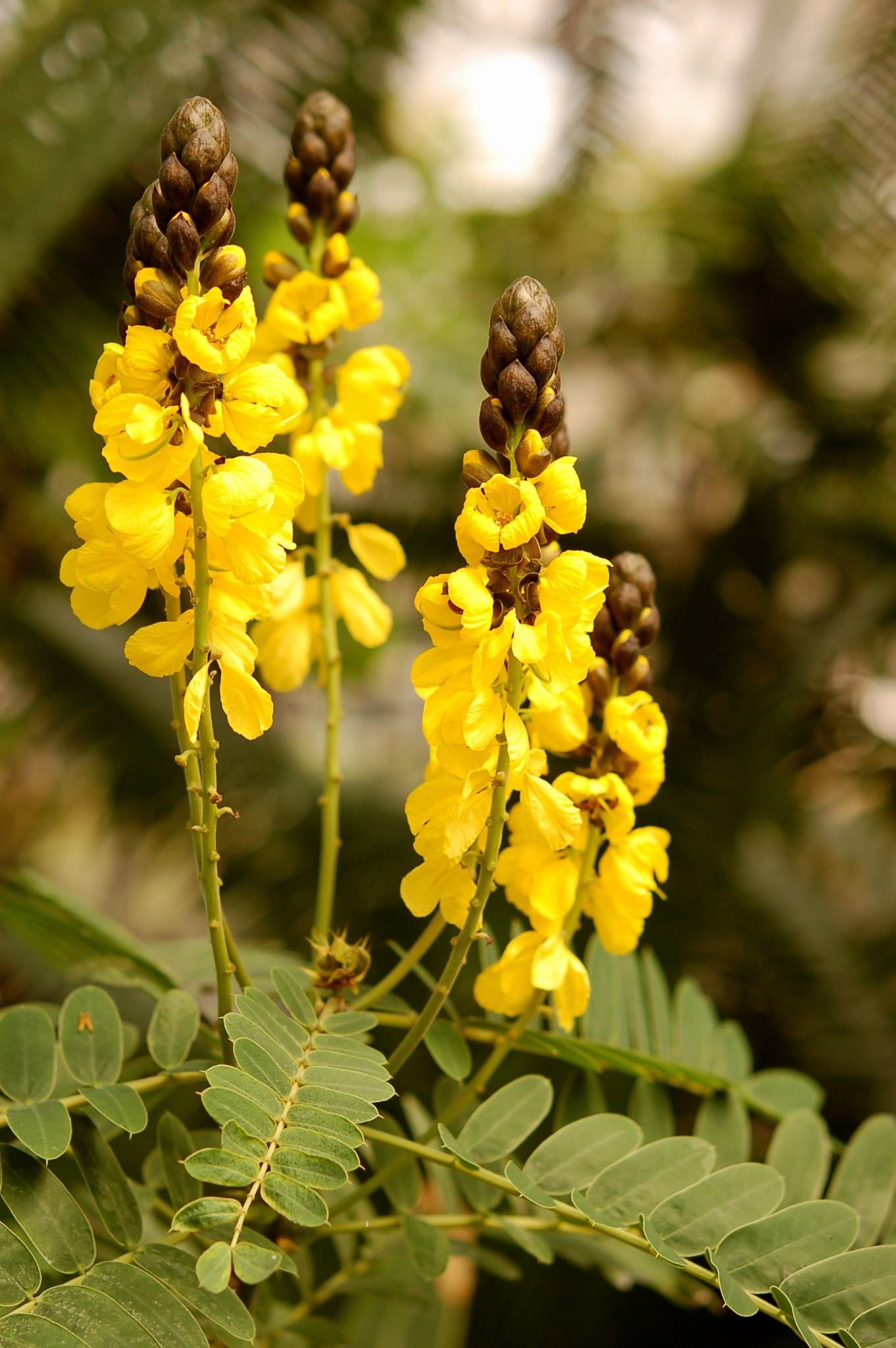 17 Beautiful Cassia Tree Varieties ProGardenTips