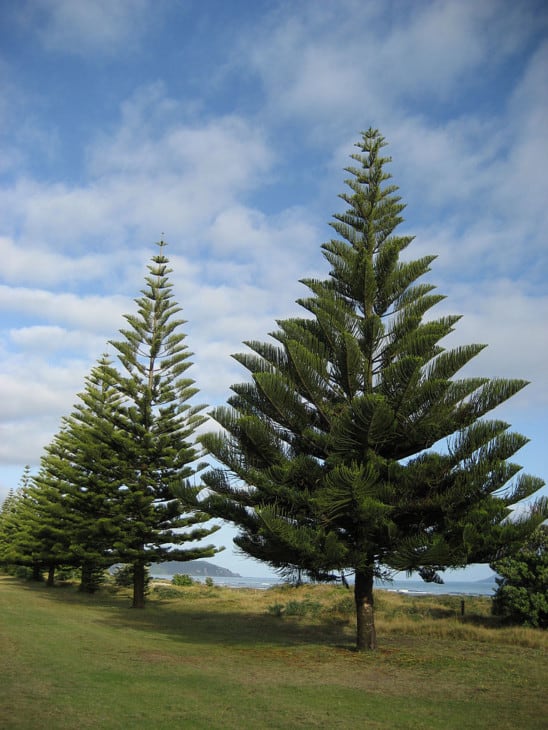 (Araucaria heterophylla) Norfolk Island pines near Whakatāne, New Zealand.