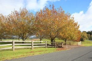 Australian autumn countryside with maple trees changing color