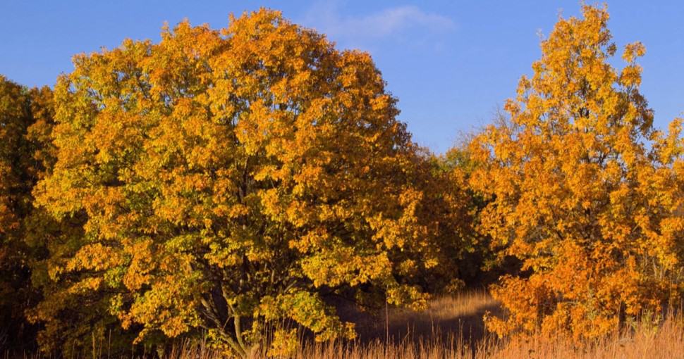 Autumn White Oaks Quercus alba and prairie grasses Waubonsie State Park Iowa