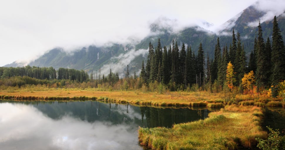 British Columbia lake and pine trees