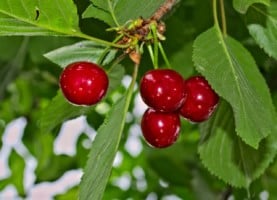 Cherries hanging from branch ready for harvest