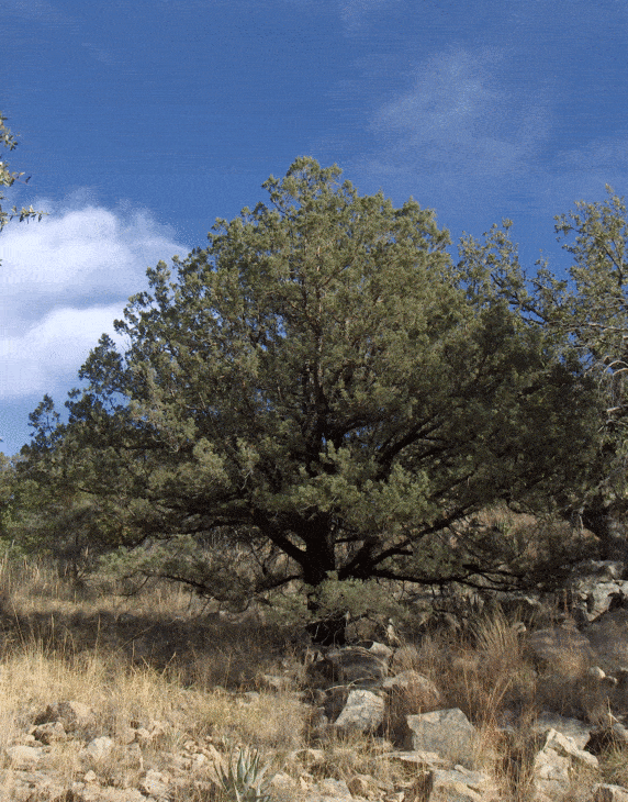 Emory Oak tree