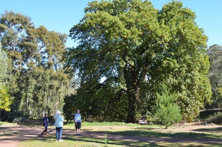 English Oak Quercus Robur oldest tree in Western Australia