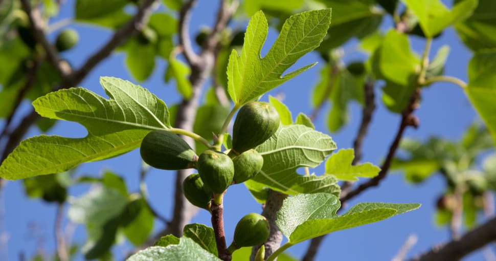 Figs on branch of the fig tree