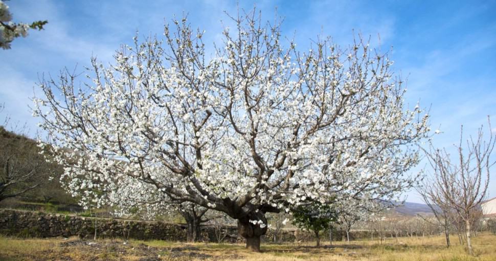 Flowering Almond Tree
