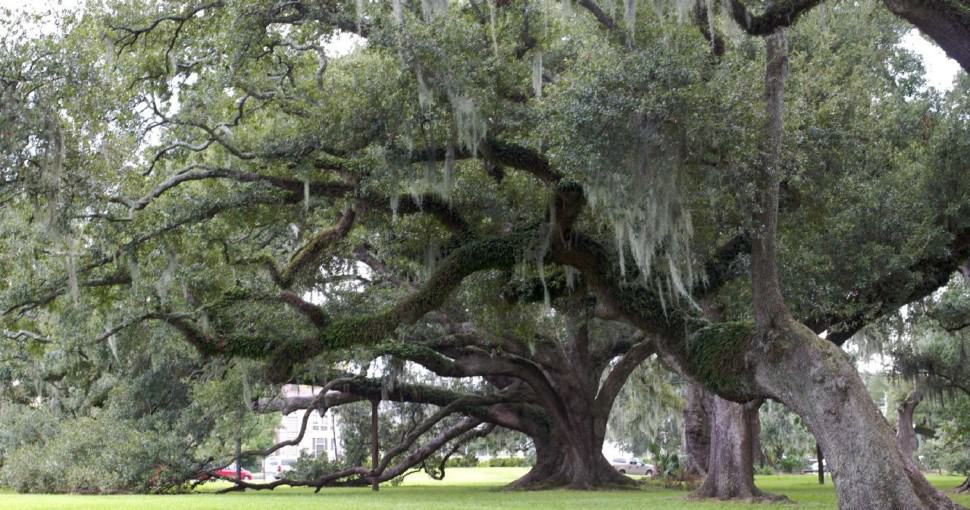 Giant old oak trees in Mississippi