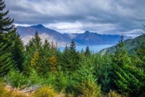 Lake Wakatipu and pine tree forest New Zealand