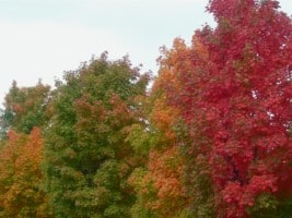 Maple trees changing color in Fayetteville Arkansas