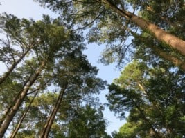 Pine trees at Northside Park Mississippi