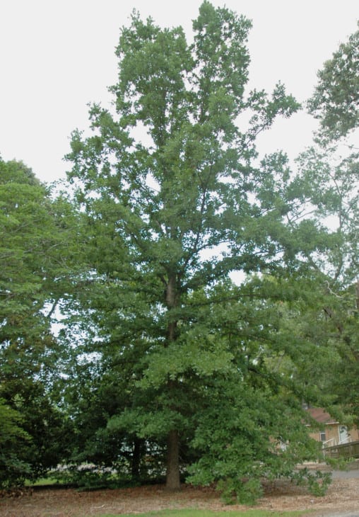 Quercus austrina