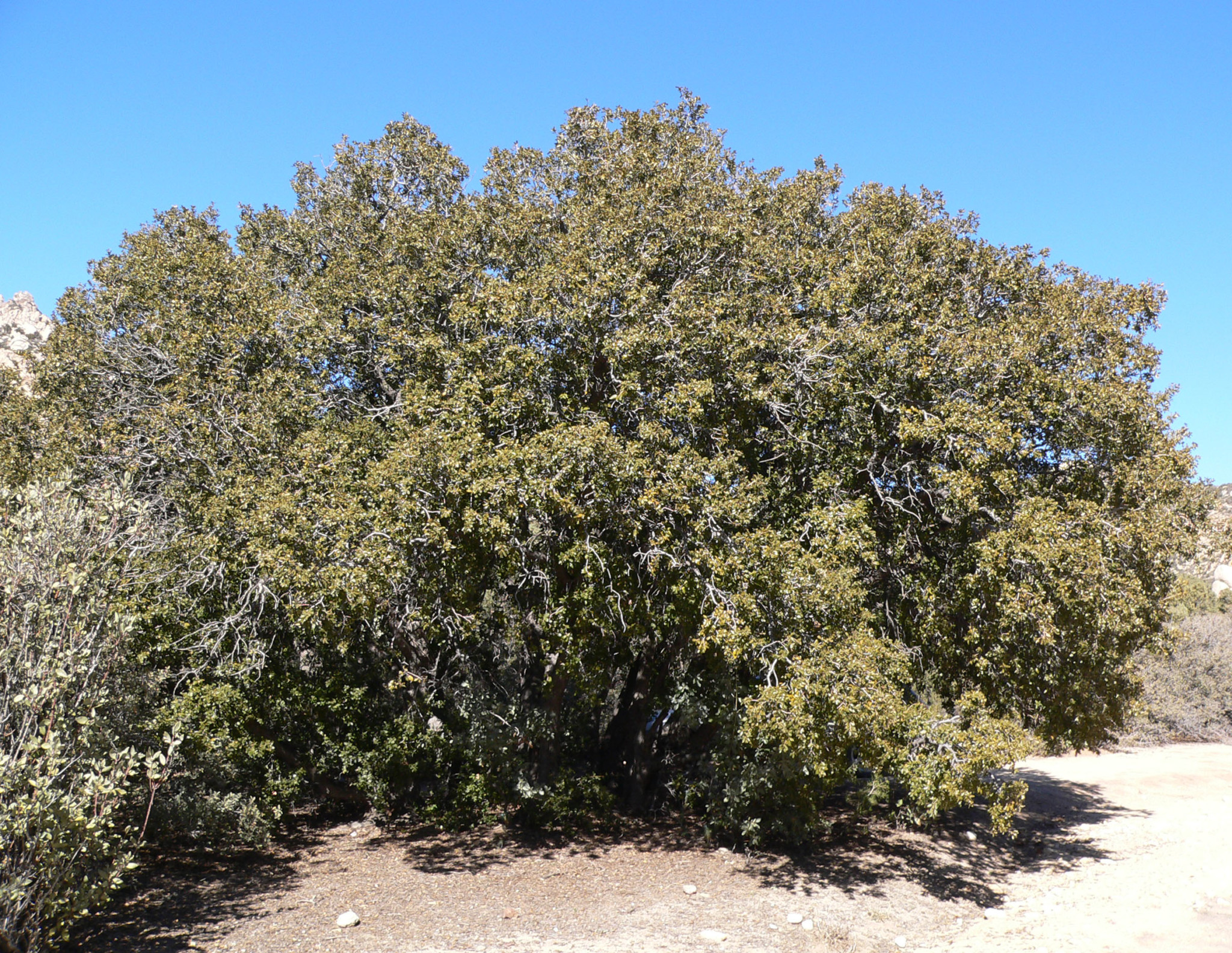 9 Types Of Oak Trees in Arizona ProGardenTips