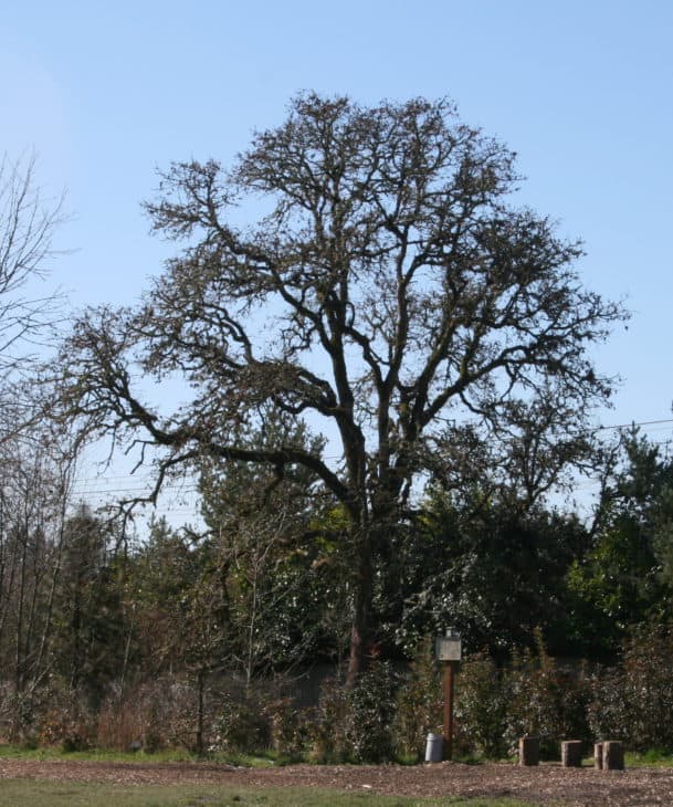 Quercus garryana 1