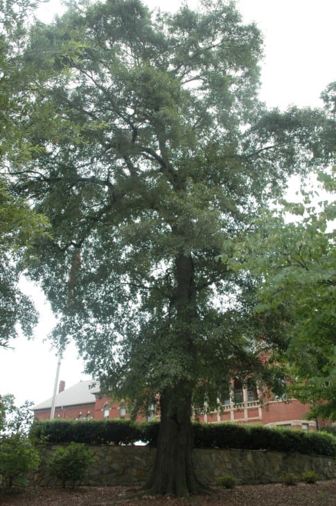 Quercus nigra