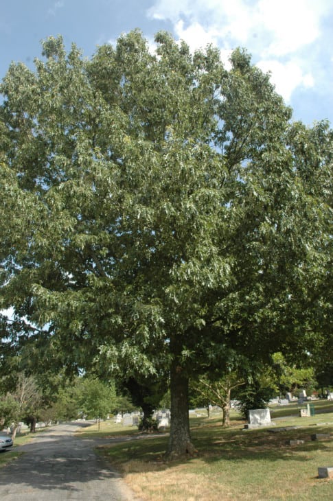 Quercus pagoda