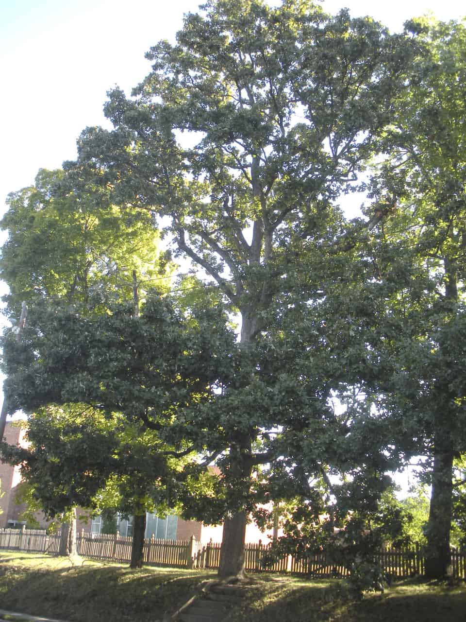 21 Grand Types of Oak Trees in Mississippi ProGardenTips