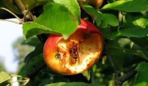hornet eating apple