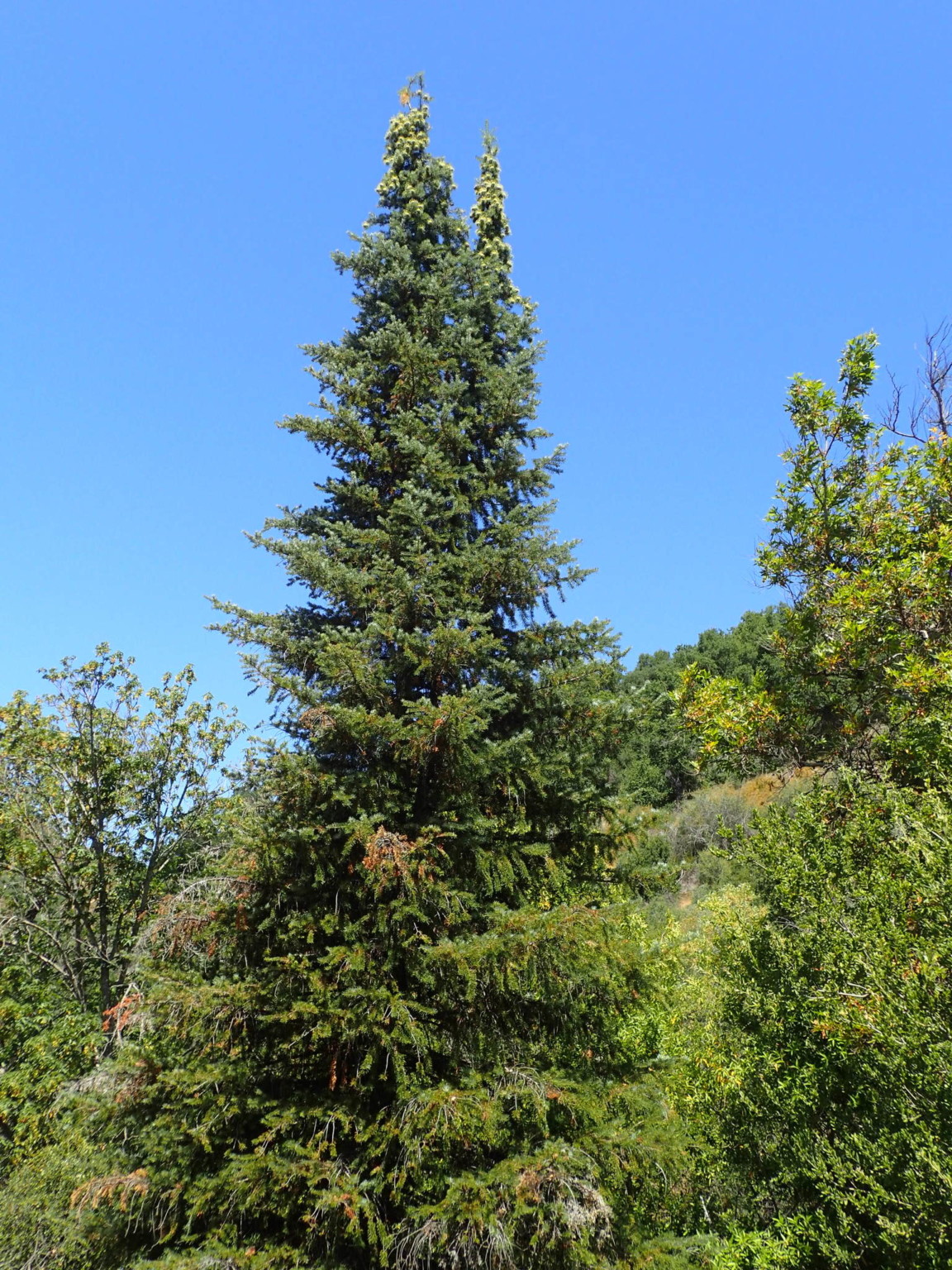 22 Most Common Trees in California ProGardenTips